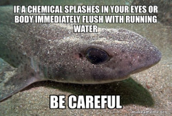 Dirty Joke Dogfish