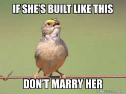 Common Opinion Sparrow