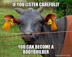 Hairless Cow