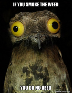 Weird Stuff I do Potoo