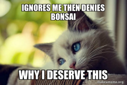 First World Cat Problems