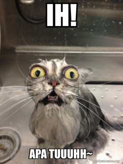 Cat bath