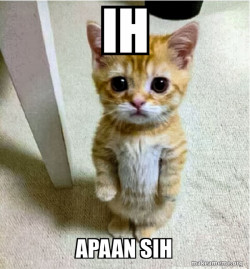 Cute Cat Standing