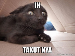 Schitzo Cat