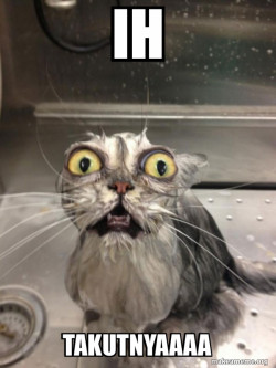 Cat bath