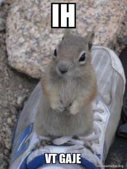 Standover Squirrel
