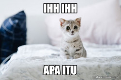 Cute Kitten