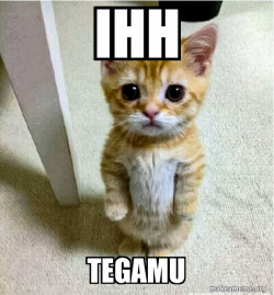 Cute Cat Standing