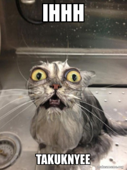 Cat bath