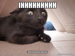 Schitzo Cat