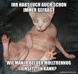 Hairless Cat