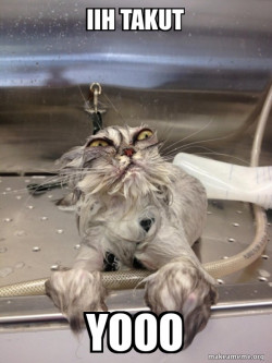 Cat Bath Returns