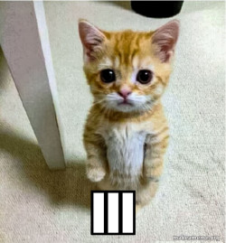 Cute Cat Standing