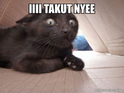 Schitzo Cat