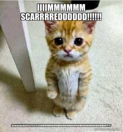 Cute Cat Standing