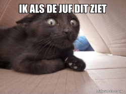 Schitzo Cat