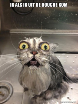 Cat bath
