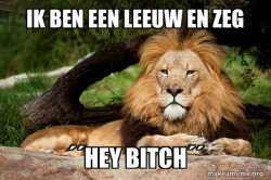 Contemplative Lion