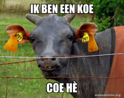 Hairless Cow