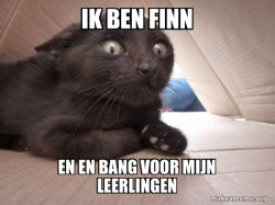 Schitzo Cat