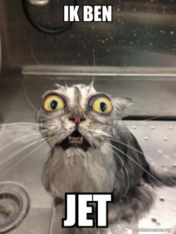 Cat bath