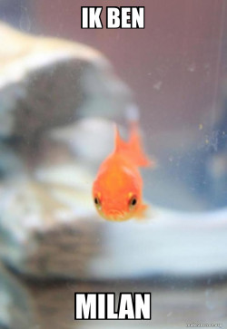 Grumpy Fish