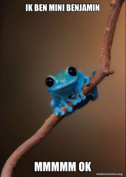 Small Fact Frog