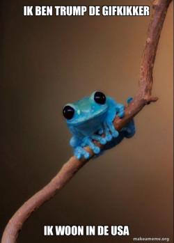 Small Fact Frog