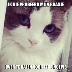 Ridiculously Photogenic Cat