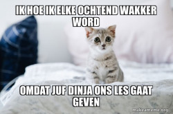 Cute Kitten