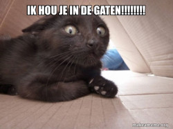 Schitzo Cat