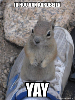 Standover Squirrel