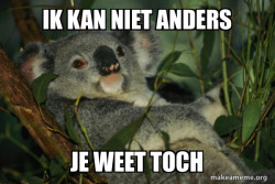 Laid Back Koala