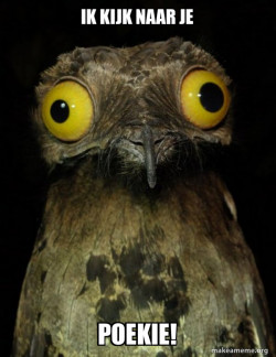 Weird Stuff I do Potoo