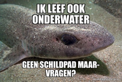 Dirty Joke Dogfish