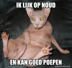 Hairless Cat