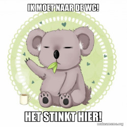 koala