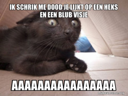 Schitzo Cat