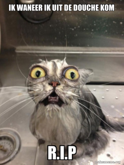 Cat bath