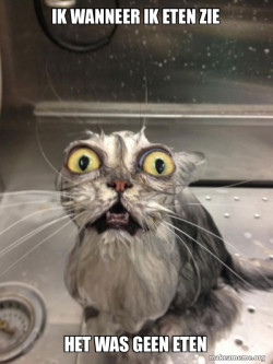 Cat bath