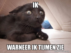 Schitzo Cat