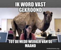 Hump Day Camel