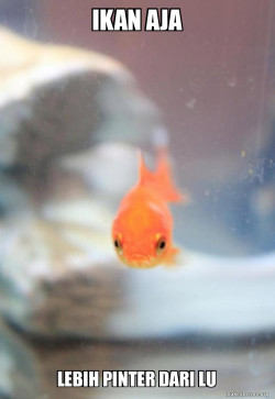 Grumpy Fish