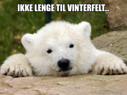 Popular Opinion Bear