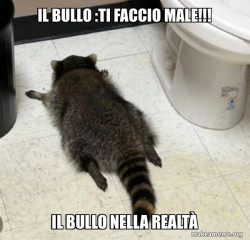 Drunk Raccoon