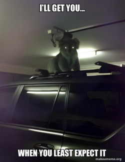 Drop Bear