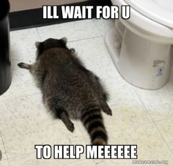 Drunk Raccoon