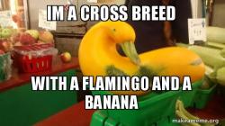 Gourd Advice Mallard