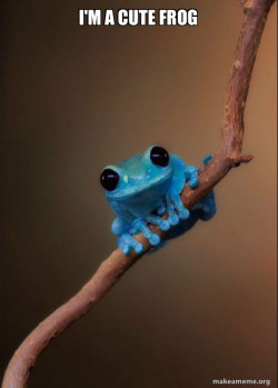 Small Fact Frog
