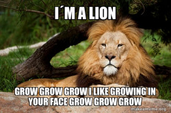 Contemplative Lion